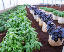 Nova estufa climatizada da UENP traz ganho acadêmico e ajuda pequenos produtores