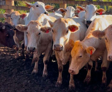 Melhoramento genético da raça Purunã deve ampliar oferta e elevar ainda mais qualidade da carne