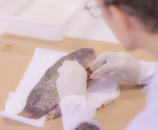 Pesquisa e ensino: Laboratório de Zoologia da UEPG tem mais de mil animais conservados
