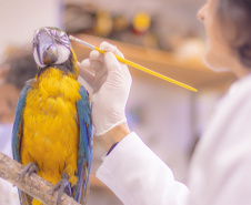 Pesquisa e ensino: Laboratório de Zoologia da UEPG tem mais de mil animais conservados