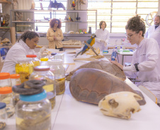 Pesquisa e ensino: Laboratório de Zoologia da UEPG tem mais de mil animais conservados