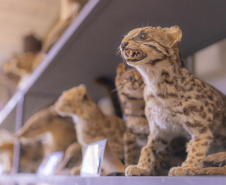 Pesquisa e ensino: Laboratório de Zoologia da UEPG tem mais de mil animais conservados