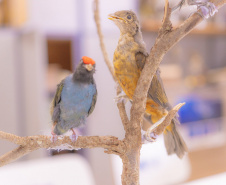 Pesquisa e ensino: Laboratório de Zoologia da UEPG tem mais de mil animais conservados
