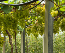 Com auxílio do Tecpar, Paraná terá nova tecnologia europeia para sistemas agrícolas