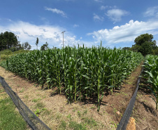 Com auxílio do Tecpar, Paraná terá nova tecnologia europeia para sistemas agrícolas