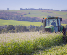Nabo é aliado de produtores como plantio de entressafra, aponta pesquisa da UEPG
