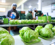 Paraná amplia vantagem como maior produtor de orgânicos do país