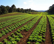 Paraná amplia vantagem como maior produtor de orgânicos do país