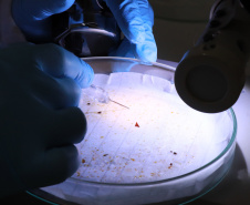 Alimentação escolar: controle rigoroso garante cardápios nutritivos e saudáveis no Paraná