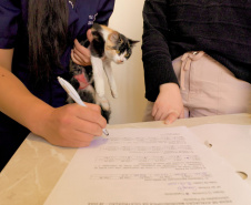 Pesquisa da UEPG desenvolve gel à base de tilápia que trata feridas em animais