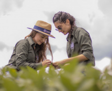Paraná incentiva pesquisa com bolsas que cobrem trajetória acadêmica e profissional