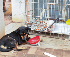 Unicentro lidera atendimento a animais silvestres vítimas do tornado no Paraná