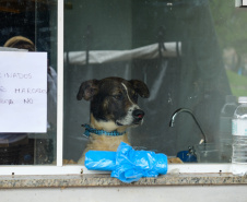 Unicentro lidera atendimento a animais silvestres vítimas do tornado no Paraná