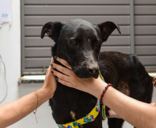 Unicentro lidera atendimento a animais silvestres vítimas do tornado no Paraná