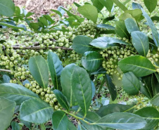 Arranjo de pesquisa sobre erva-mate vai impulsionar inovações na cadeia produtiva