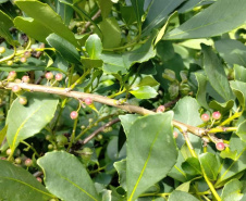 Arranjo de pesquisa sobre erva-mate vai impulsionar inovações na cadeia produtiva