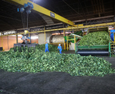 Arranjo de pesquisa sobre erva-mate vai impulsionar inovações na cadeia produtiva