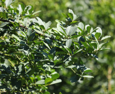 Arranjo de pesquisa sobre erva-mate vai impulsionar inovações na cadeia produtiva