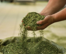 Arranjo de pesquisa sobre erva-mate vai impulsionar inovações na cadeia produtiva