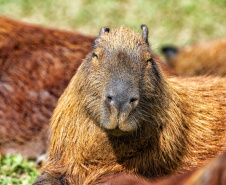 IAT assina convênio com a Prefeitura de Curitiba e amplia atendimento à fauna silvestre