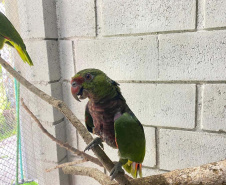 IAT reforça pronto atendimento à fauna silvestre do Litoral para a temporada de verão