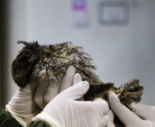 IAT reforça pronto atendimento à fauna silvestre do Litoral para a temporada de verão