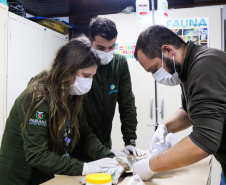 IAT reforça pronto atendimento à fauna silvestre do Litoral para a temporada de verão