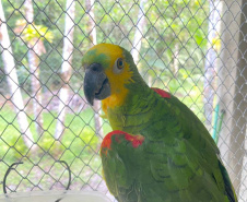 IAT reforça pronto atendimento à fauna silvestre do Litoral para a temporada de verão