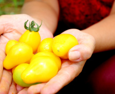 Tecpar seleciona bolsistas para programa estadual de certificação de orgânicos
