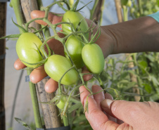 Tecpar seleciona bolsistas para programa estadual de certificação de orgânicos