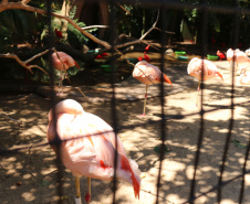 Cegos testam crachá desenvolvido na Unioeste que lê e descreve imagens com IA