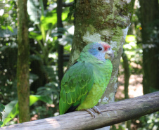 Cegos testam crachá desenvolvido na Unioeste que lê e descreve imagens com IA