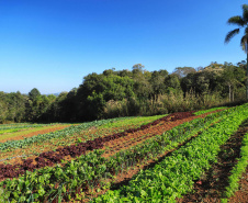 Paraná inicia censo inédito para mapear perfil da agricultura orgânica no Estado