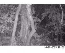 Pesquisa da Unicentro mapeia mamíferos silvestres em unidades de conservação