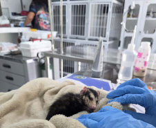 Rede de apoio: atendimento à fauna silvestre aumenta 61,3% em um ano no Paraná