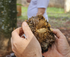Projeto ambiental de Clube de Ciências de colégio cívico-militar ajuda rearborização de Rolândia