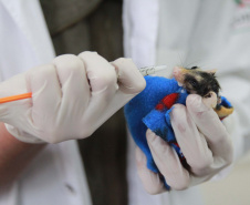 Rede de apoio: atendimento à fauna silvestre aumenta 61,3% em um ano no Paraná