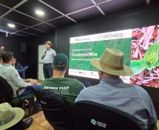 Lançada no Show Rural, plataforma monitora cigarrinha-do-milho nas lavouras do Paraná
