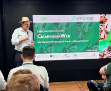 Lançada no Show Rural, plataforma monitora cigarrinha-do-milho nas lavouras do Paraná