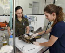 IAT reforça parceria com a Unicentro para atendimento à fauna silvestre 