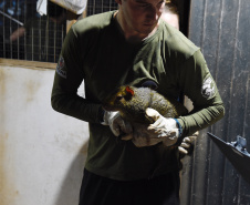 IAT resgata 29 cutias e 9 pacas de criadouro irregular em Cantagalo, no Centro-Sul