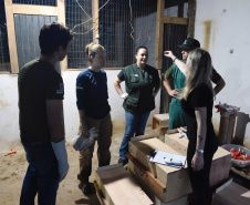 IAT resgata 29 cutias e 9 pacas de criadouro irregular em Cantagalo, no Centro-Sul