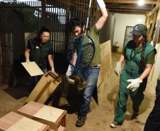 IAT resgata 29 cutias e 9 pacas de criadouro irregular em Cantagalo, no Centro-Sul