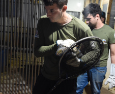 IAT resgata 29 cutias e 9 pacas de criadouro irregular em Cantagalo, no Centro-Sul