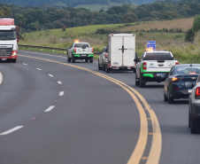 IAT resgata 29 cutias e 9 pacas de criadouro irregular em Cantagalo, no Centro-Sul