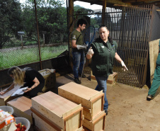 IAT resgata 29 cutias e 9 pacas de criadouro irregular em Cantagalo, no Centro-Sul