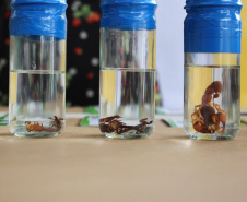 Fazendinha da ExpoLondrina apresenta projetos com leite e cuidados com animais