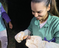 Adapar promove treinamento para controle de zoonoses em animais de produção