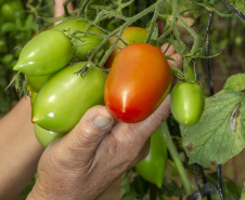 Liderança nacional do Paraná na produção de orgânicos tem certificação do Tecpar