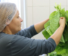 Paraná bate recorde de investimento em alimentos orgânicos nas escolas estaduais